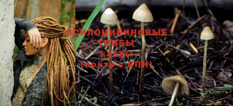 Псилоцибиновые грибы Cubensis  ОМГ ОМГ   Ступино 